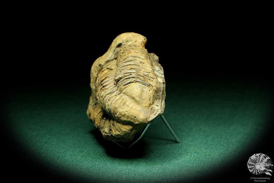 Flexicalymene ouzregui (20308) a trilobite from Morocco | Fossils | Trilobites