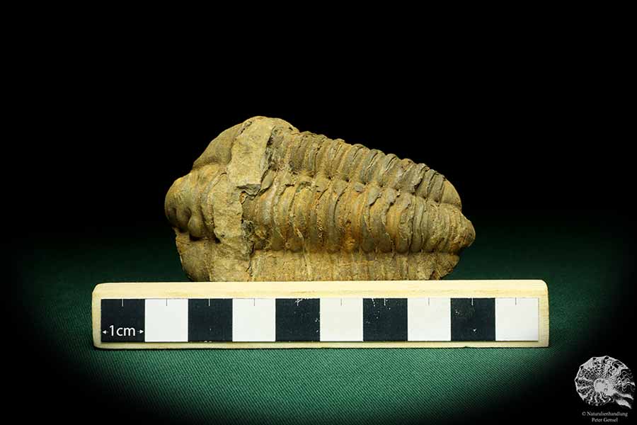 Flexicalymene ouzregui (20308) a trilobite from Morocco | Fossils | Trilobites