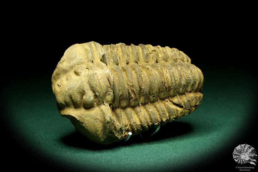 Flexicalymene ouzregui (20309) ein Trilobit aus Marokko | Fossilien | Trilobiten