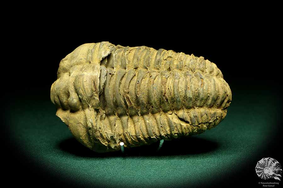 Flexicalymene ouzregui (20309) ein Trilobit aus Marokko | Fossilien | Trilobiten