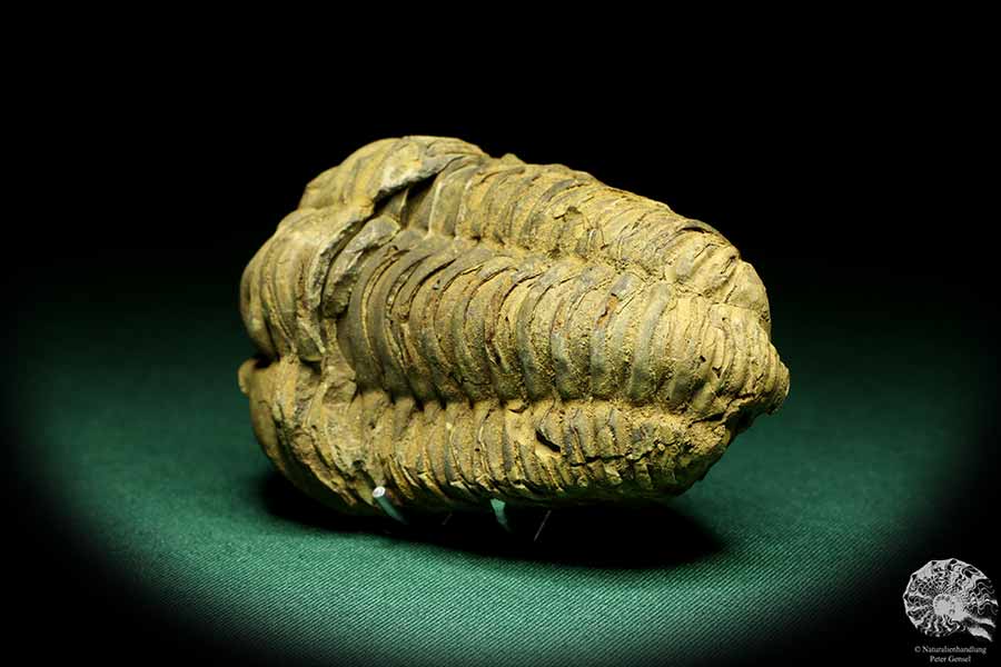 Flexicalymene ouzregui (20309) a trilobite from Morocco | Fossils | Trilobites