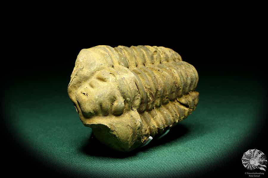 Flexicalymene ouzregui (20309) ein Trilobit aus Marokko | Fossilien | Trilobiten