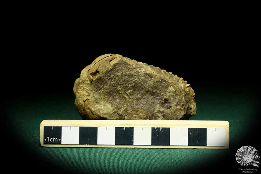 Flexicalymene ouzregui (20309) a trilobite from Morocco | Fossils | Trilobites