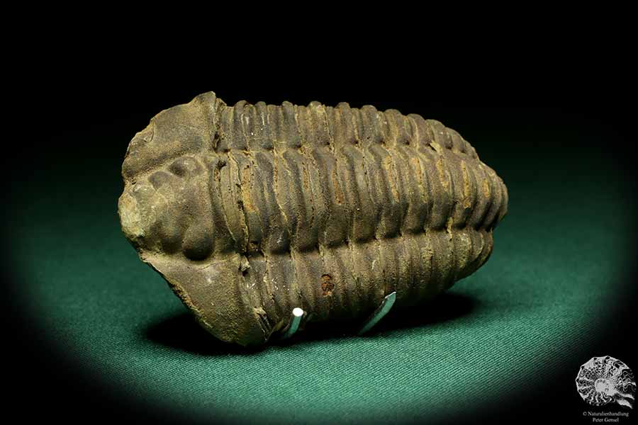 Flexicalymene ouzregui (20310) ein Trilobit aus Marokko | Fossilien | Trilobiten