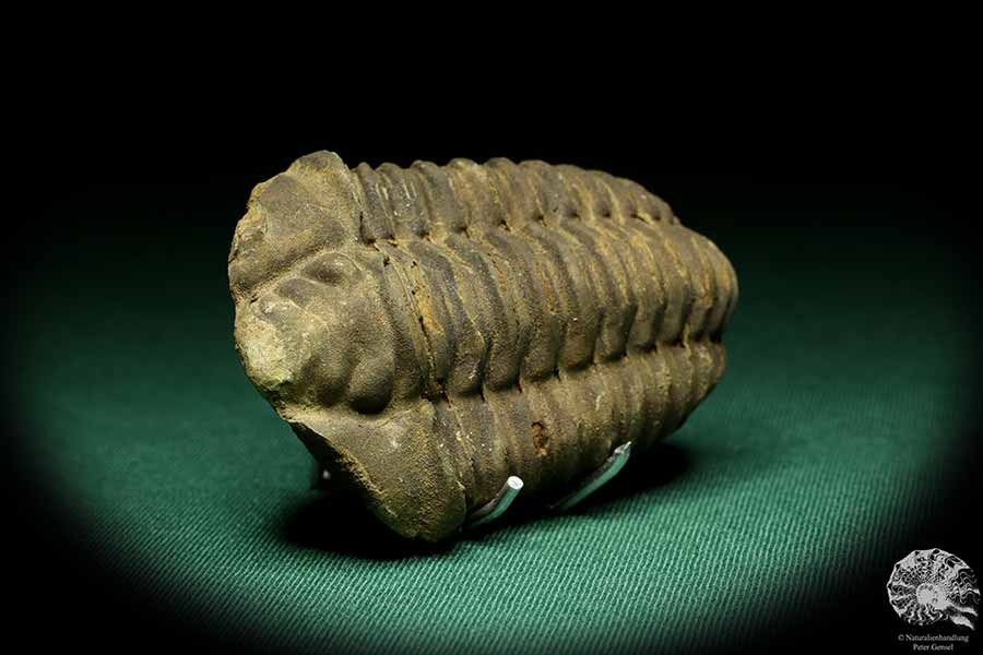 Flexicalymene ouzregui (20310) ein Trilobit aus Marokko | Fossilien | Trilobiten