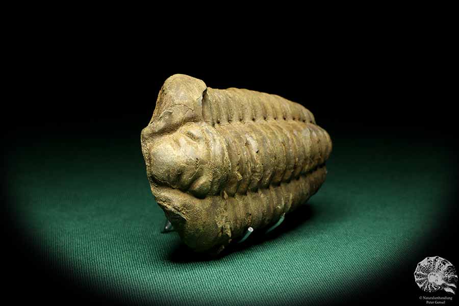 Flexicalymene ouzregui (20311) a trilobite from Morocco | Fossils | Trilobites