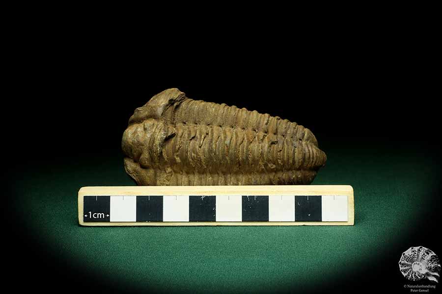 Flexicalymene ouzregui (20311) a trilobite from Morocco | Fossils | Trilobites