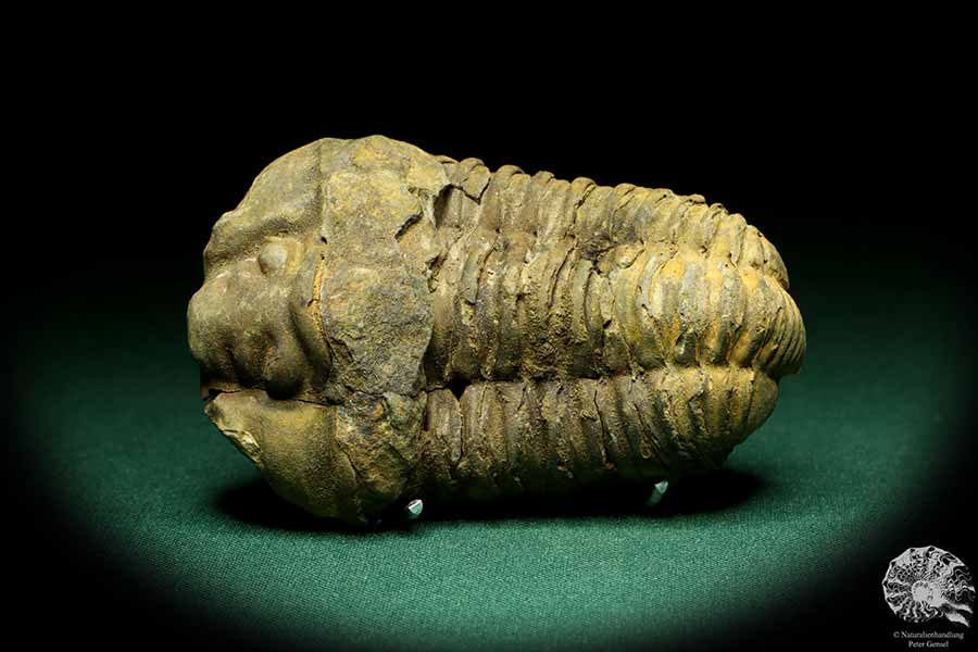 Flexicalymene ouzregui (20312) ein Trilobit aus Marokko | Fossilien | Trilobiten