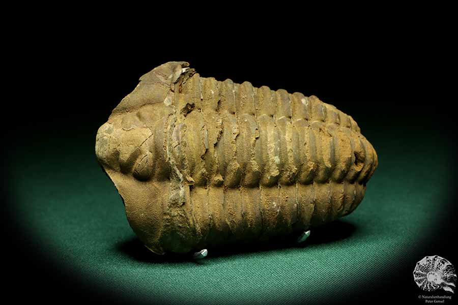 Flexicalymene ouzregui (20313) a trilobite from Morocco | Fossils | Trilobites