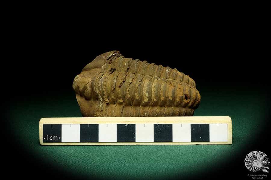 Flexicalymene ouzregui (20313) ein Trilobit aus Marokko | Fossilien | Trilobiten