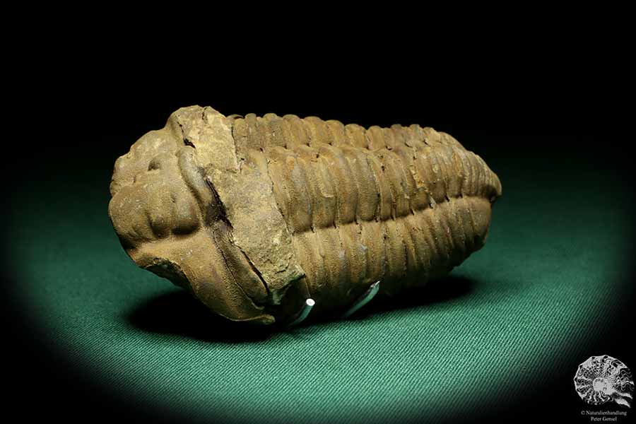 Flexicalymene ouzregui (20314) a trilobite from Morocco | Fossils | Trilobites