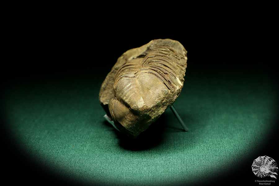 Flexicalymene ouzregui (20314) a trilobite from Morocco | Fossils | Trilobites