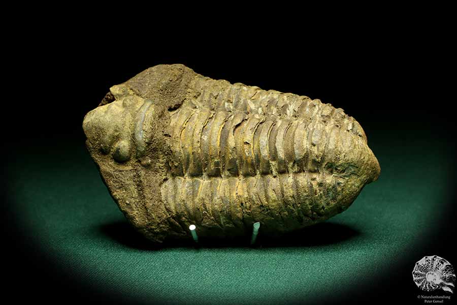 Flexicalymene ouzregui (20315) ein Trilobit aus Marokko | Fossilien | Trilobiten