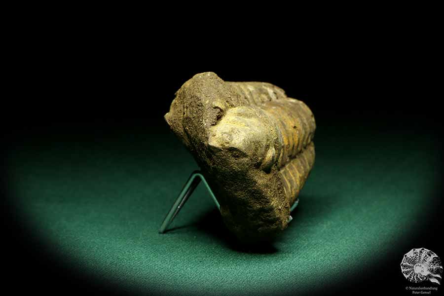 Flexicalymene ouzregui (20315) ein Trilobit aus Marokko | Fossilien | Trilobiten