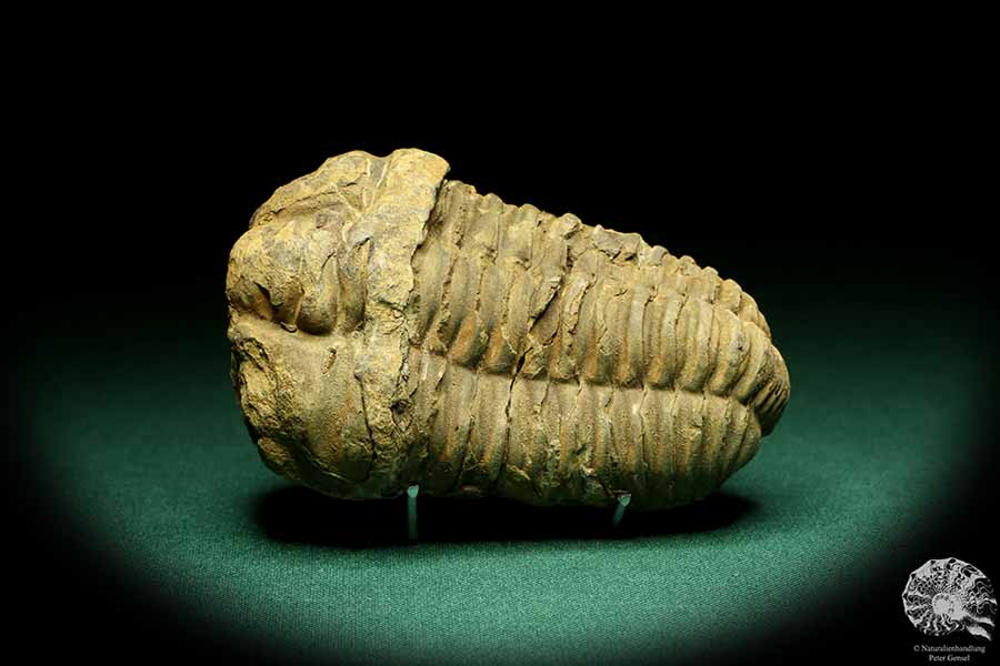 Flexicalymene ouzregui (20316) ein Trilobit aus Marokko | Fossilien | Trilobiten