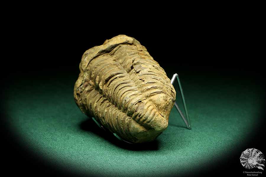 Flexicalymene ouzregui (20316) a trilobite from Morocco | Fossils | Trilobites