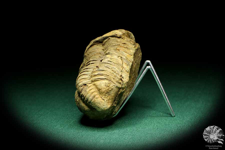 Flexicalymene ouzregui (20316) ein Trilobit aus Marokko | Fossilien | Trilobiten