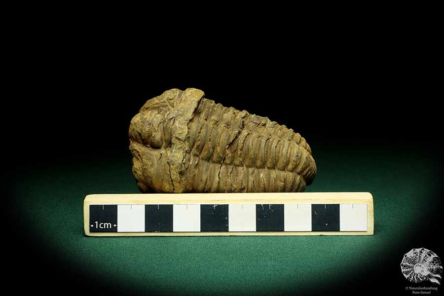 Flexicalymene ouzregui (20316) ein Trilobit aus Marokko | Fossilien | Trilobiten