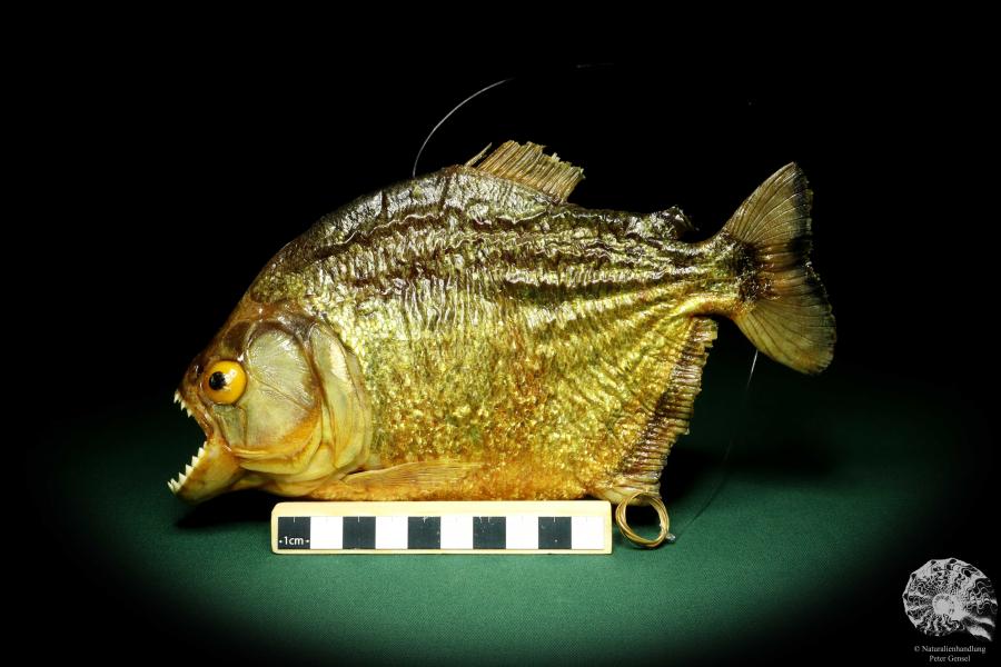 Pygocentrus cf. piraya (20317) a fishe from Brazil | Taxidermy | Fishes