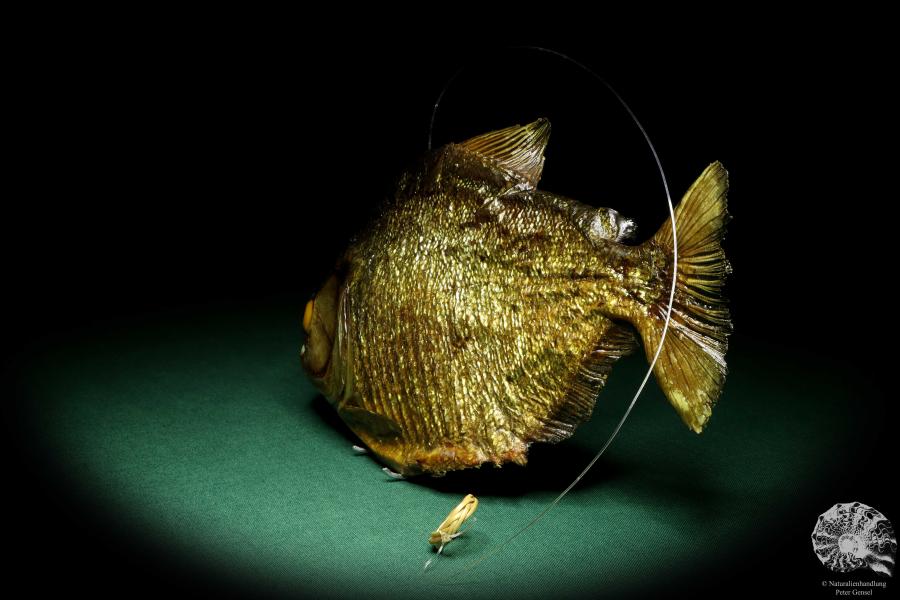 Pygocentrus cf. piraya (20319) a fishe from Brazil | Taxidermy | Fishes