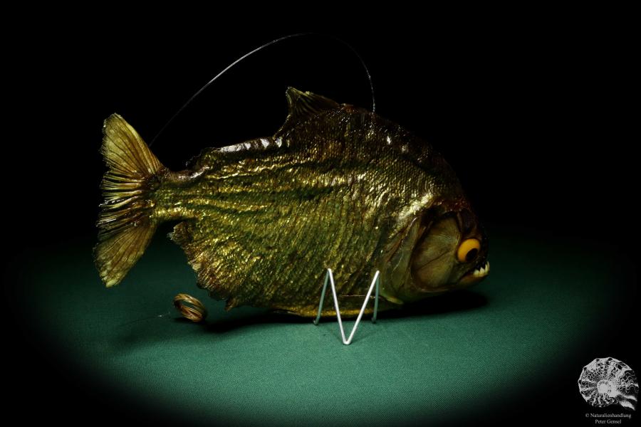 Pygocentrus cf. piraya (20319) a fishe from Brazil | Taxidermy | Fishes