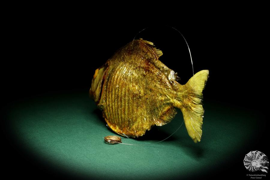 Pygocentrus cf. piraya (20320) a fishe from Brazil | Taxidermy | Fishes