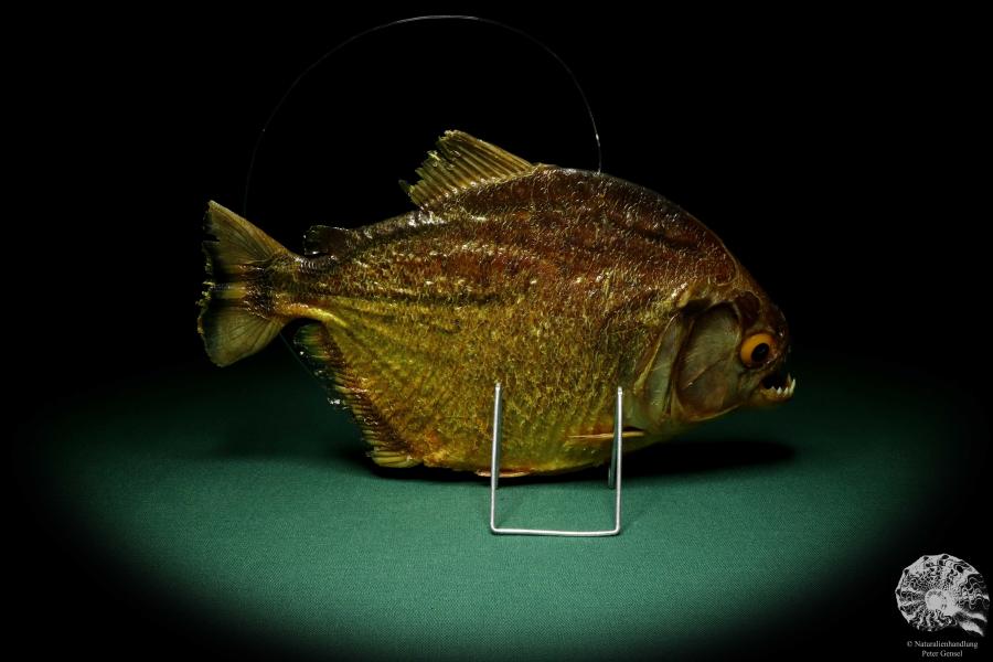 Pygocentrus cf. piraya (20321) a fishe from Brazil | Taxidermy | Fishes