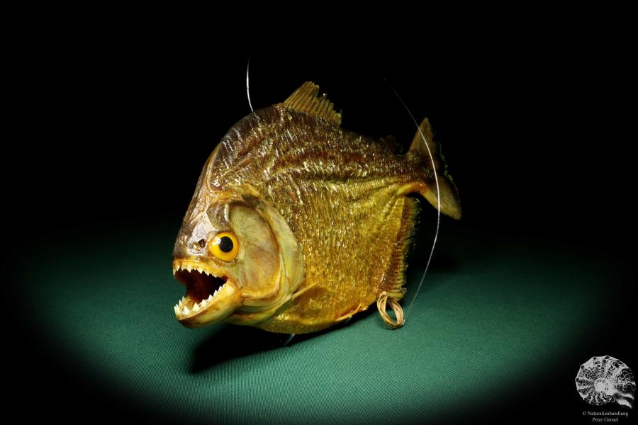 Pygocentrus cf. piraya (20321) a fishe from Brazil | Taxidermy | Fishes