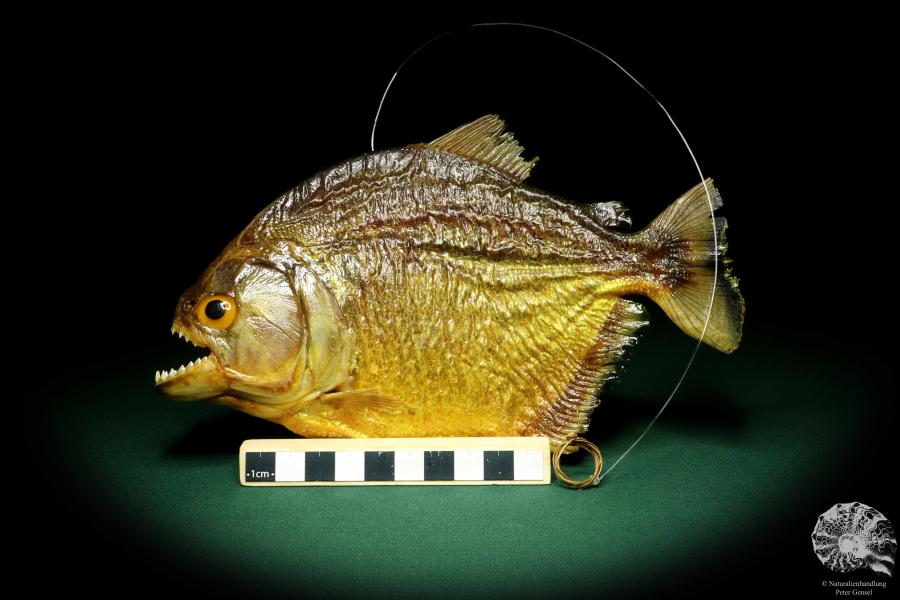 Pygocentrus cf. piraya (20321) a fishe from Brazil | Taxidermy | Fishes