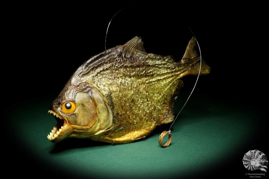 Pygocentrus cf. piraya (20324) a fishe from Brazil | Taxidermy | Fishes