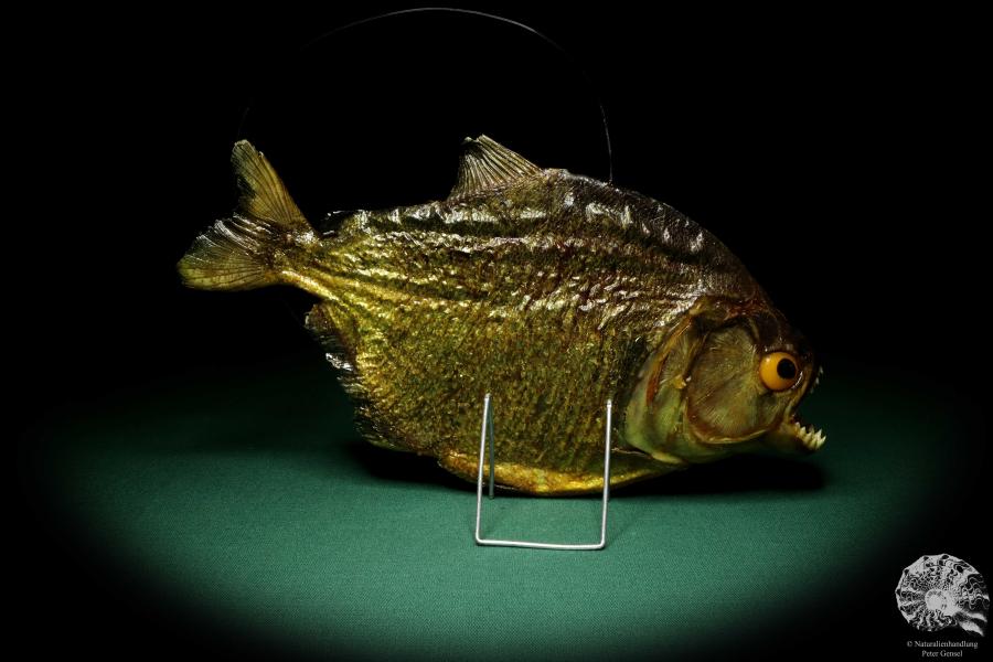 Pygocentrus cf. piraya (20324) a fishe from Brazil | Taxidermy | Fishes