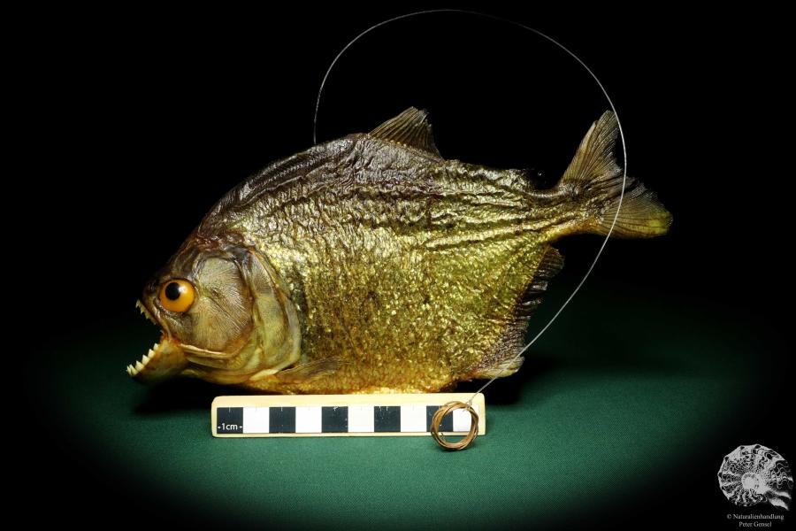 Pygocentrus cf. piraya (20324) a fishe from Brazil | Taxidermy | Fishes