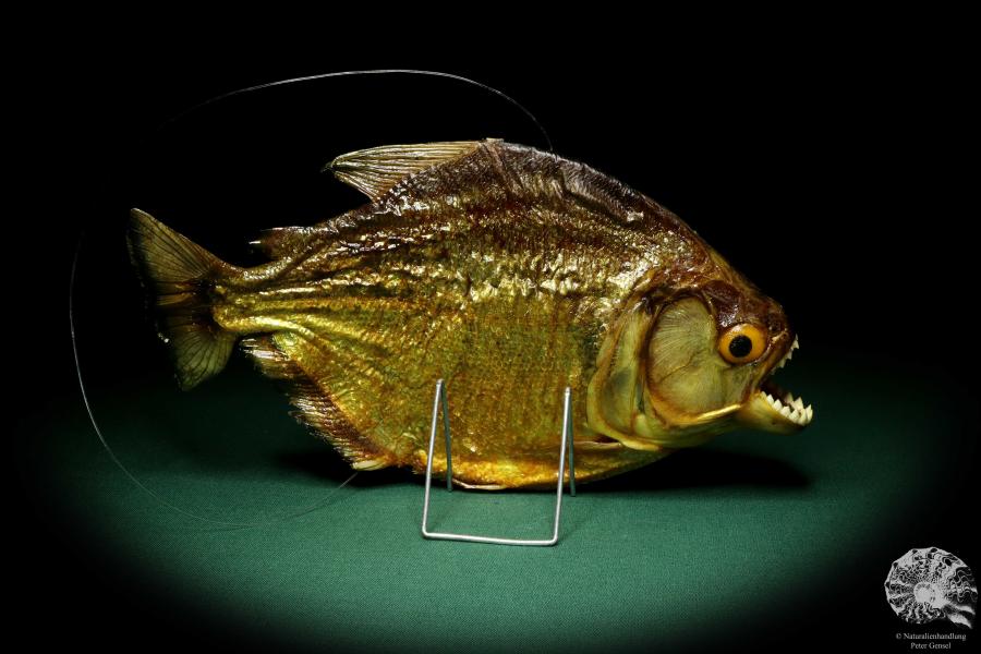 Pygocentrus cf. piraya (20325) a fishe from Brazil | Taxidermy | Fishes