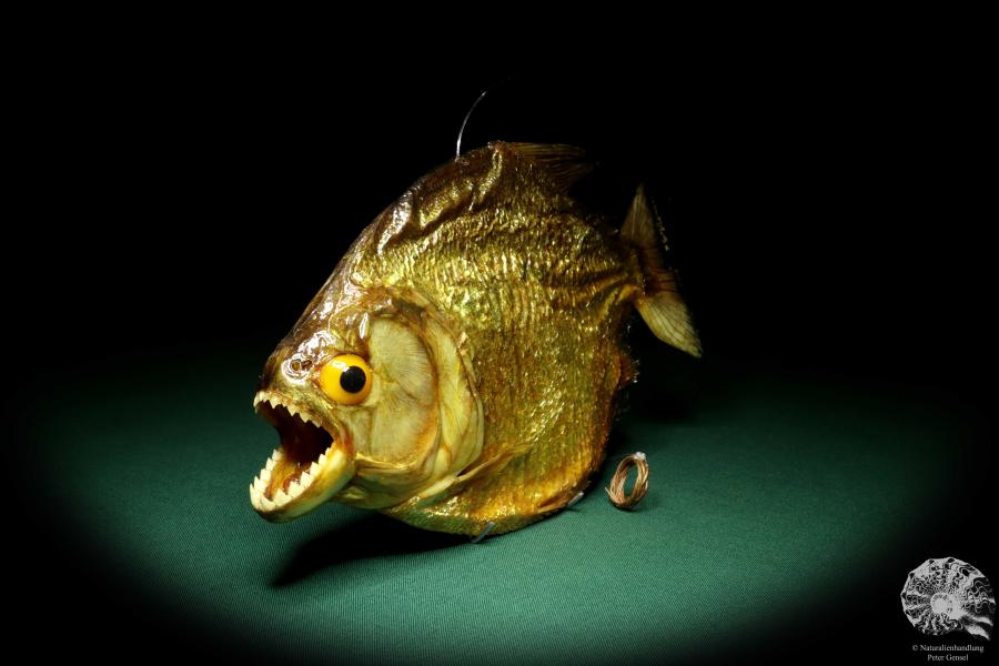 Pygocentrus cf. piraya (20325) a fishe from Brazil | Taxidermy | Fishes