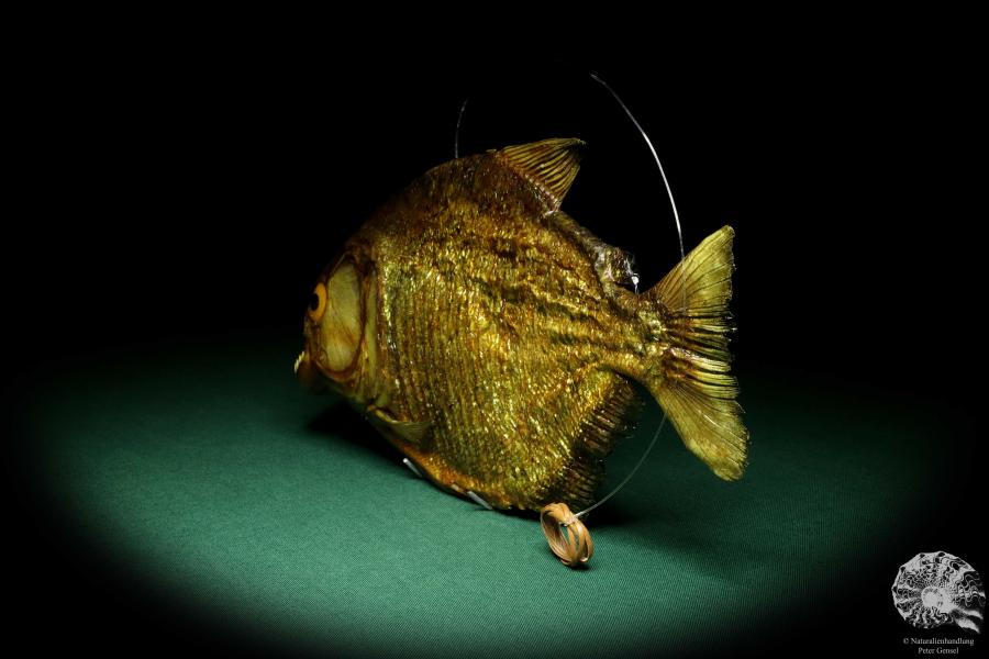 Pygocentrus cf. piraya (20326) a fishe from Brazil | Taxidermy | Fishes