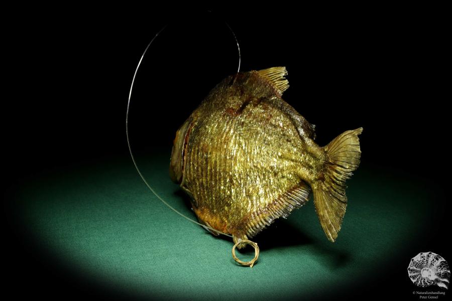 Pygocentrus cf. piraya (20327) a fishe from Brazil | Taxidermy | Fishes