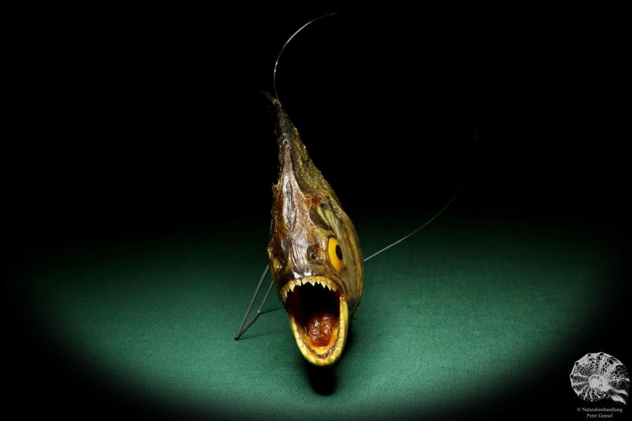 Pygocentrus cf. piraya (20327) a fishe from Brazil | Taxidermy | Fishes