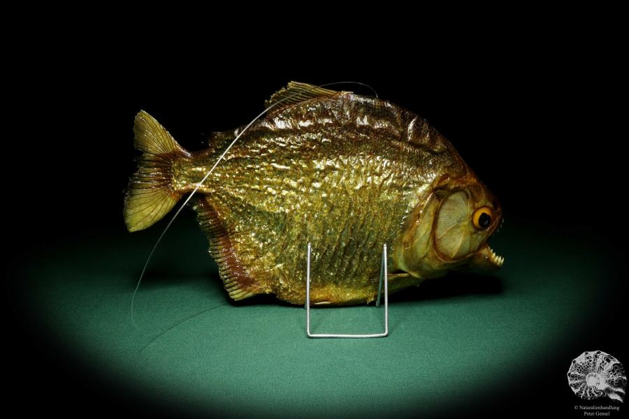 Pygocentrus cf. piraya (20328) a fishe from Brazil | Taxidermy | Fishes