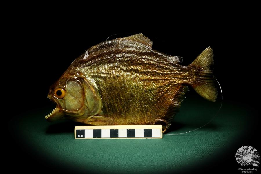 Pygocentrus cf. piraya (20328) a fishe from Brazil | Taxidermy | Fishes