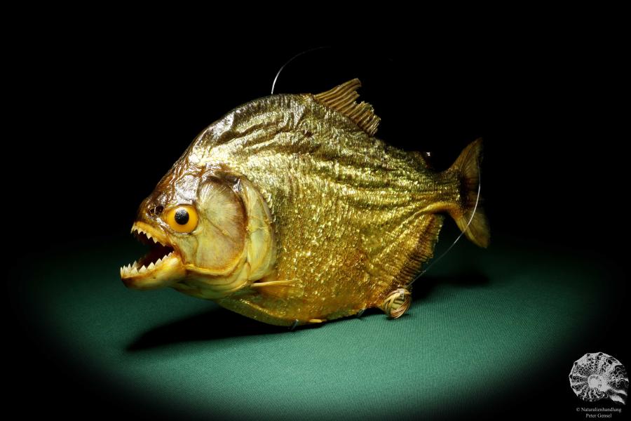 Pygocentrus cf. piraya (20329) a fishe from Brazil | Taxidermy | Fishes