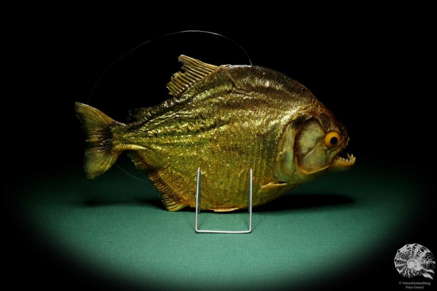 Pygocentrus cf. piraya (20329) a fishe from Brazil | Taxidermy | Fishes