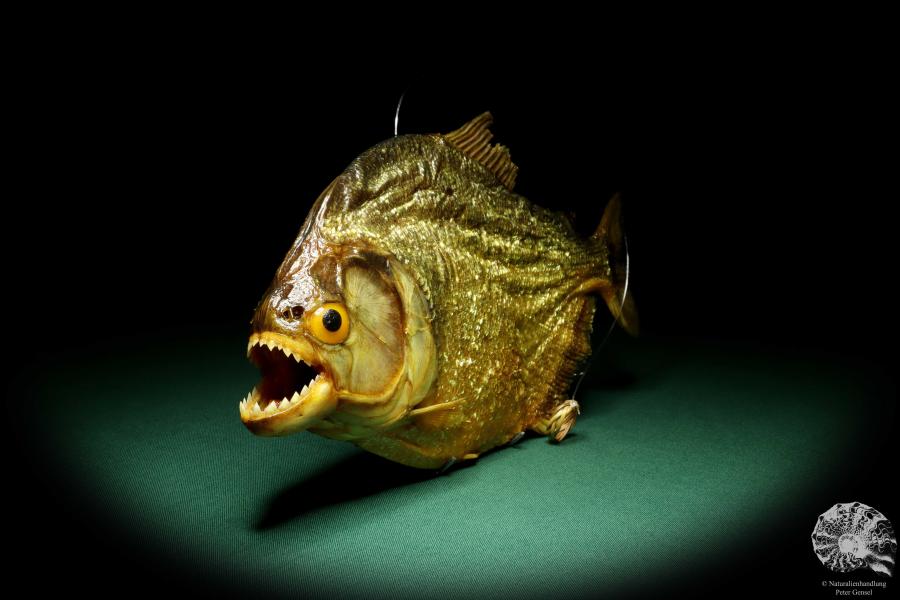 Pygocentrus cf. piraya (20329) a fishe from Brazil | Taxidermy | Fishes