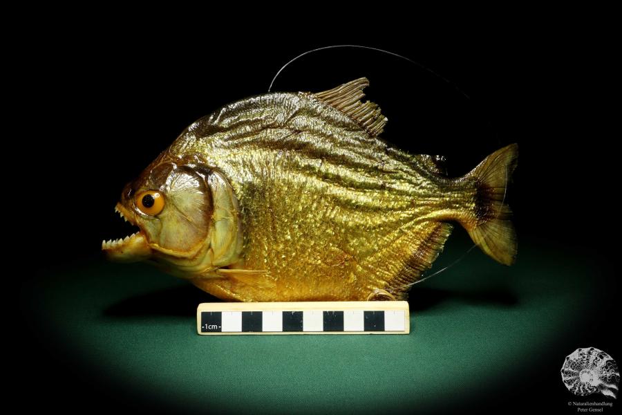 Pygocentrus cf. piraya (20329) a fishe from Brazil | Taxidermy | Fishes