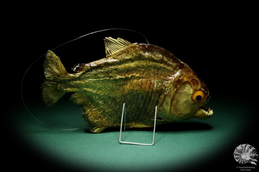 Pygocentrus cf. piraya (20331) a fishe from Brazil | Taxidermy | Fishes