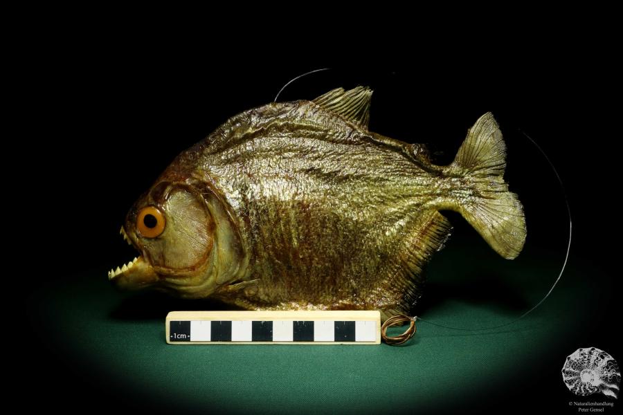 Pygocentrus cf. piraya (20331) a fishe from Brazil | Taxidermy | Fishes