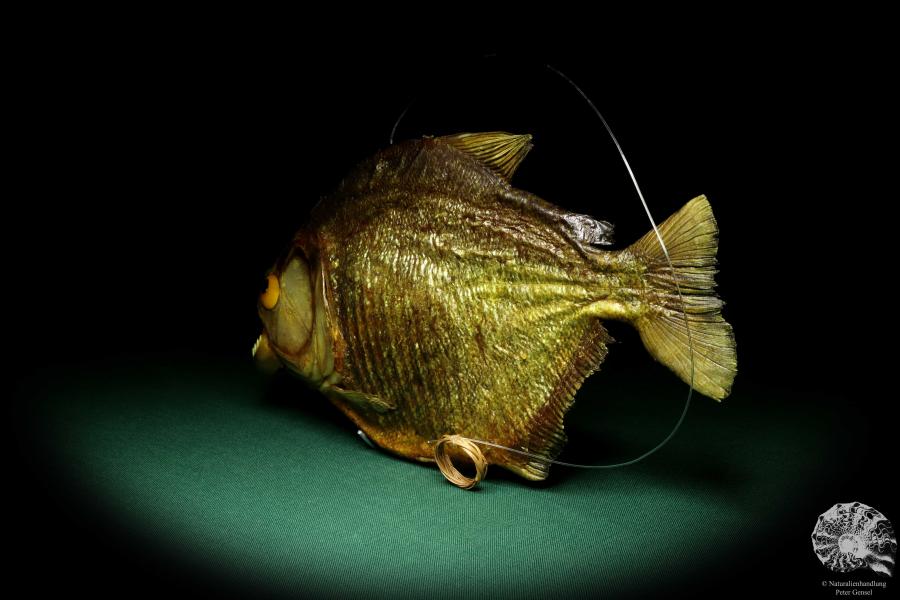 Pygocentrus cf. piraya (20332) a fishe from Brazil | Taxidermy | Fishes