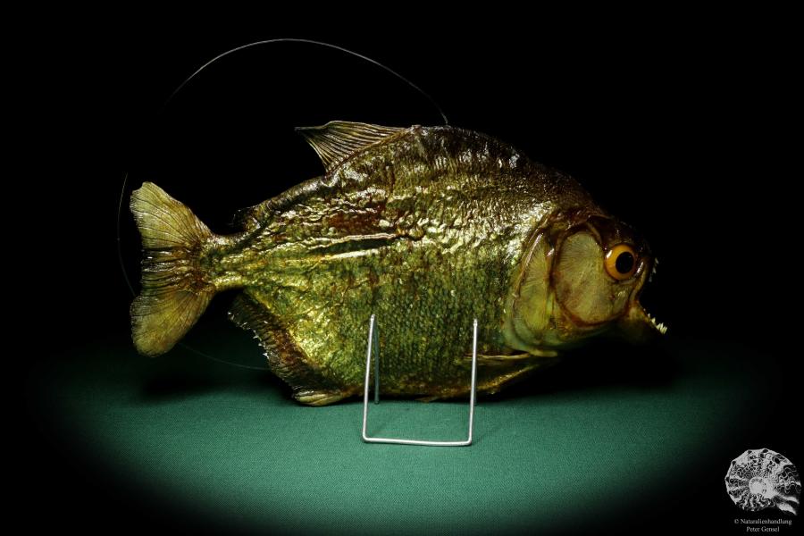 Pygocentrus cf. piraya (20334) a fishe from Brazil | Taxidermy | Fishes