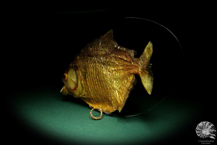 Pygocentrus cf. piraya (20335) a fishe from Brazil | Taxidermy | Fishes