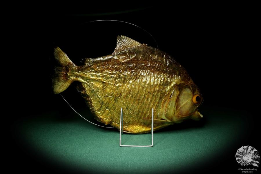 Pygocentrus cf. piraya (20335) a fishe from Brazil | Taxidermy | Fishes