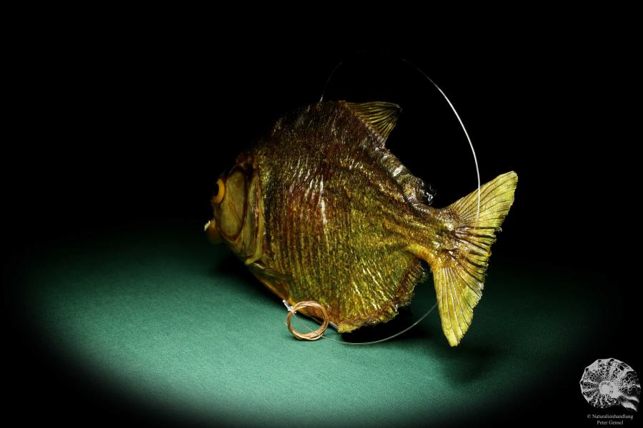 Pygocentrus cf. piraya (20336) a fishe from Brazil | Taxidermy | Fishes